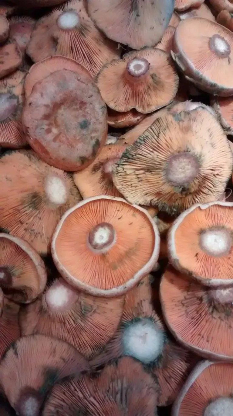 Setas antes de ser cocinadas.